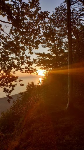 Zachód przez drzewa